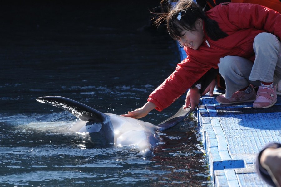 🐬 무로토 돌고래 센터(무로토도루휜센타)
